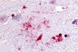 GPR119 Antibody, Novus Biologicals 50 &mu;g | Buy Online | Novus Biologicals | Fisher Scientific